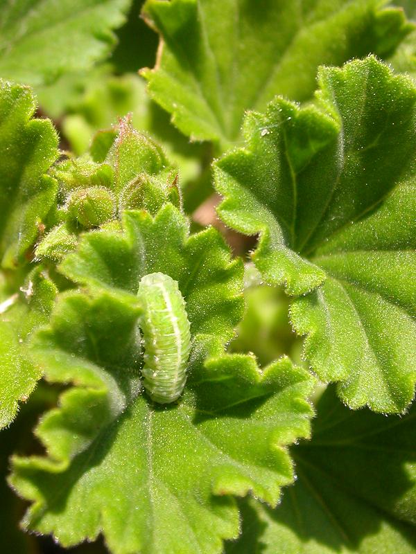 larva di?